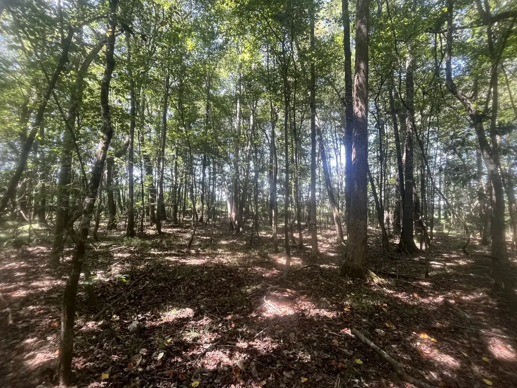 1 N Highway 167 New Brockton AL 36351