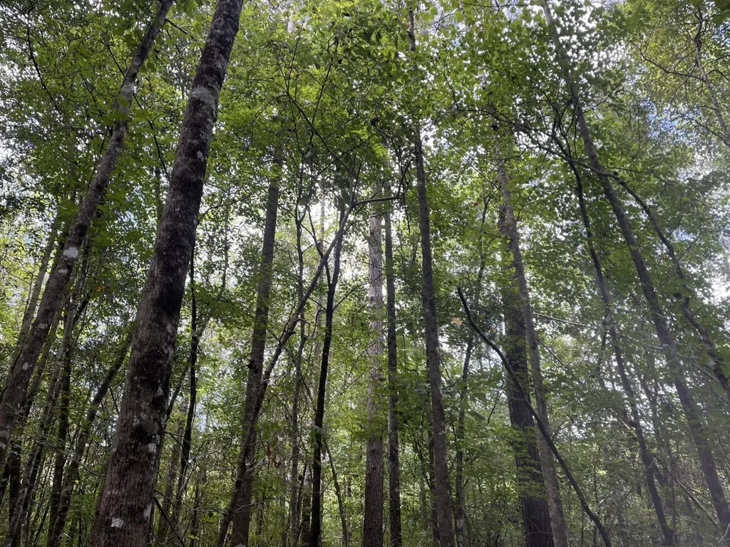 1 N Highway 167 New Brockton AL 36351