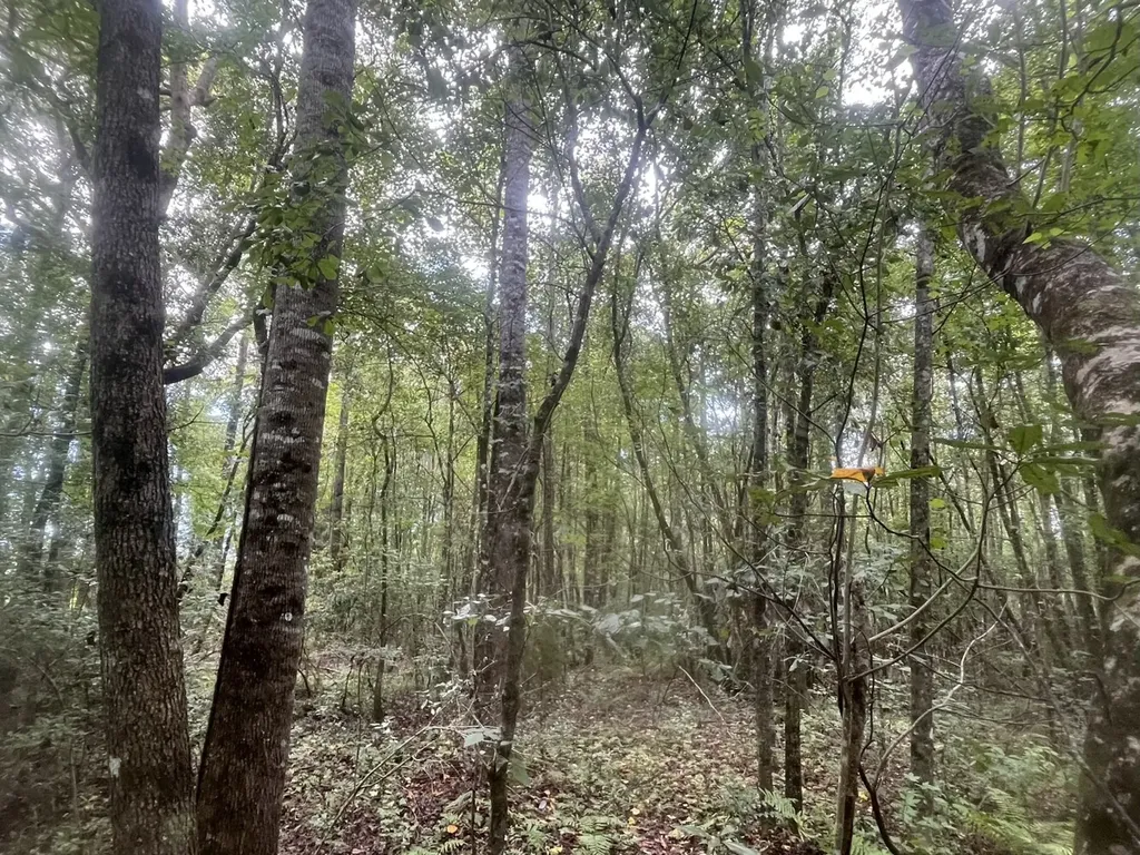 1 N Highway 167 New Brockton AL 36351