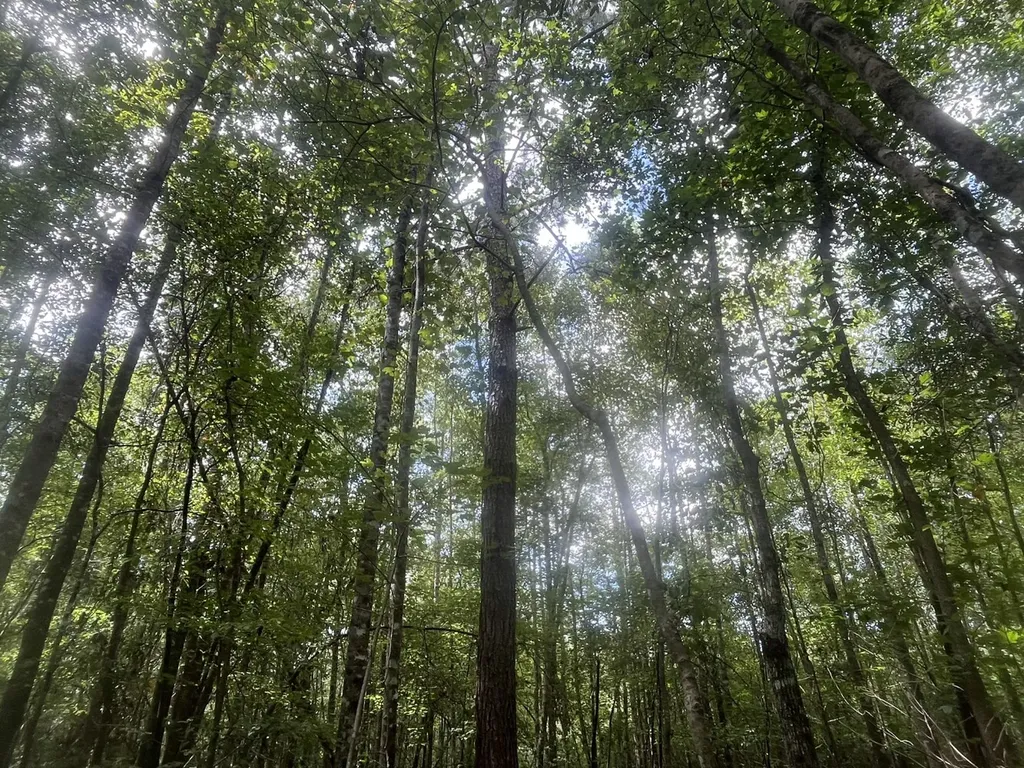 1 N Highway 167 New Brockton AL 36351