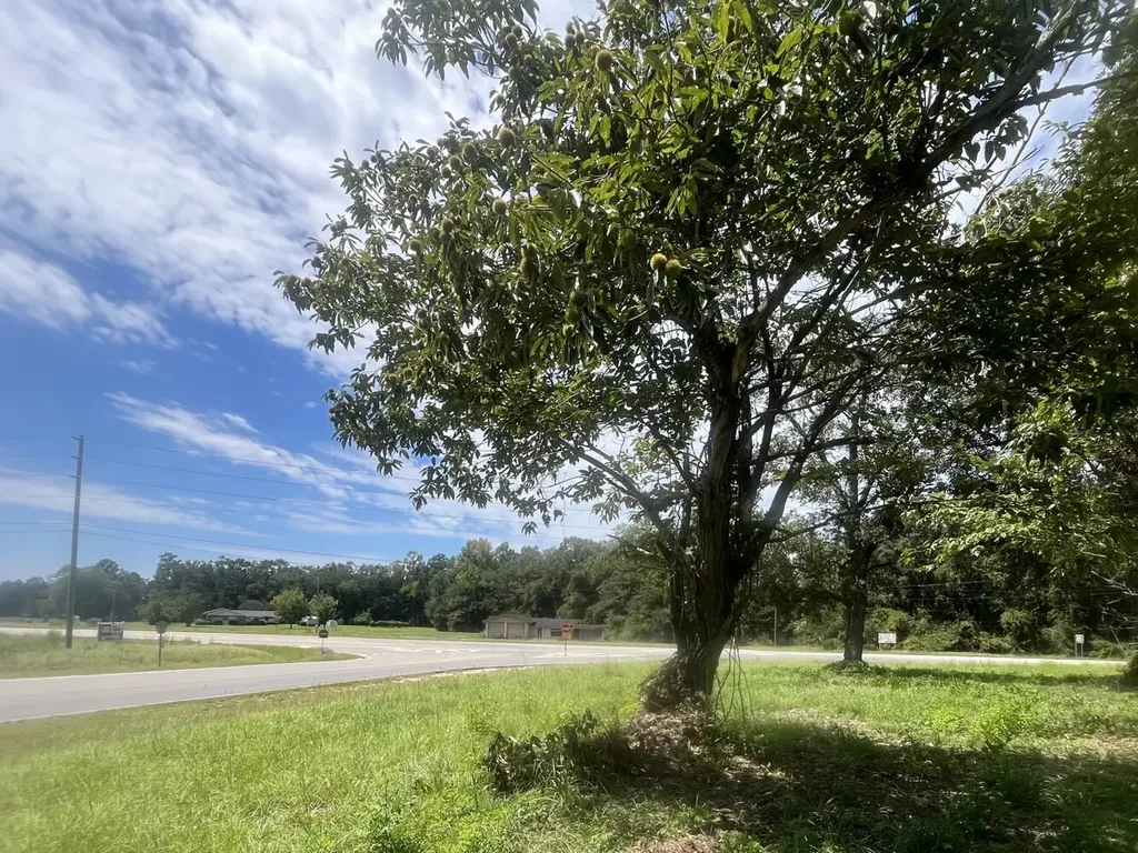 0 N State Highway 167 New Brockton AL 36351