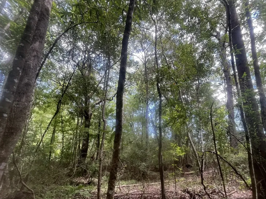 1 County Road 223 New Brockton AL 36351