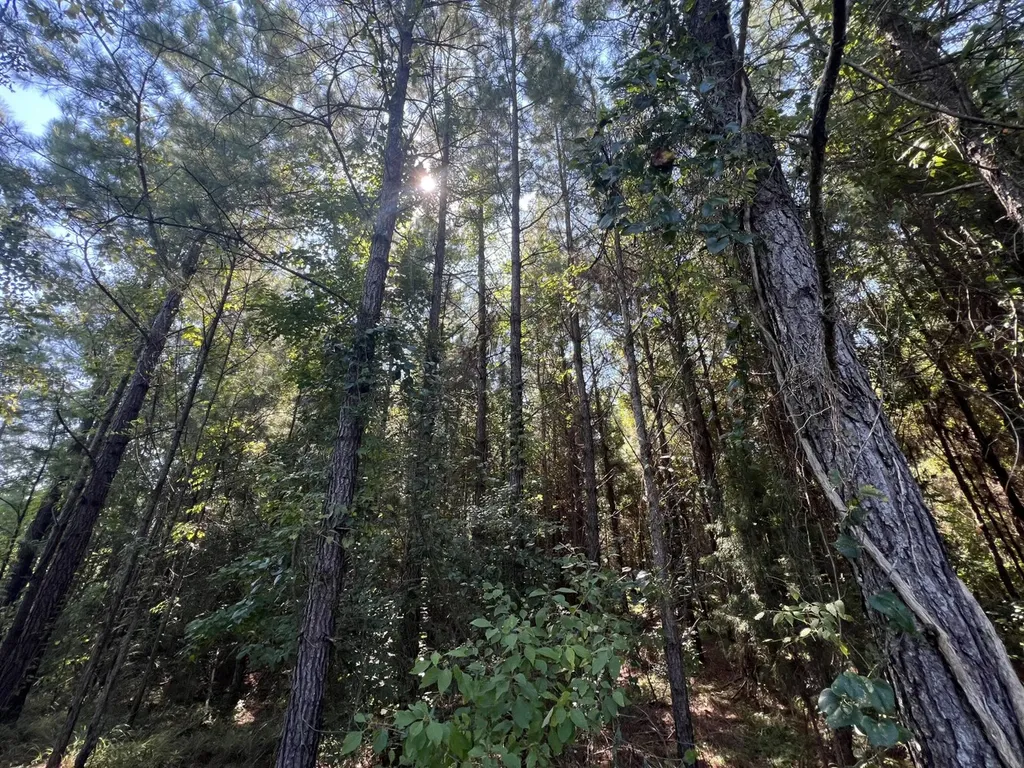 1 County Road 223 New Brockton AL 36351