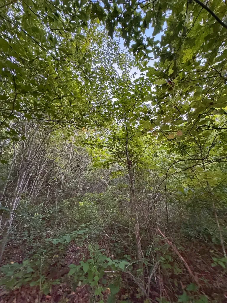 0 Al Highway 278 Guin AL 35563