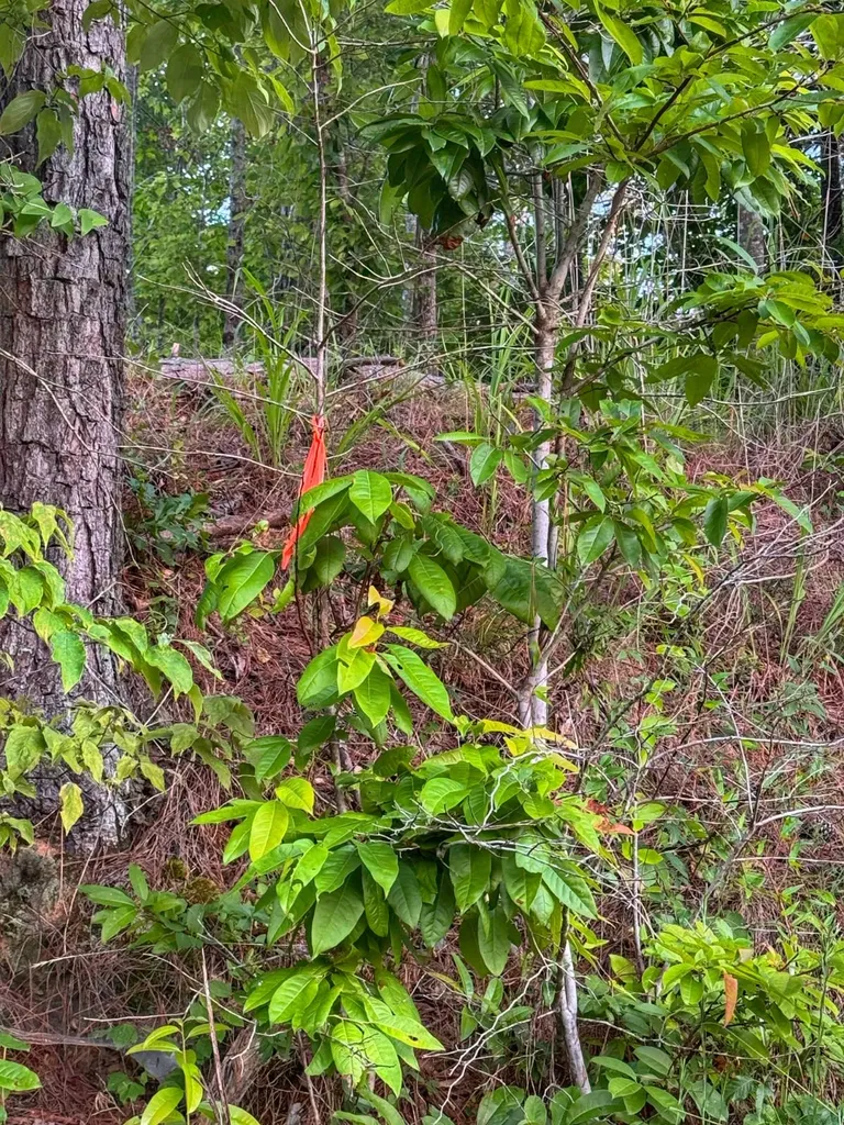 0 Al Highway 278 Guin AL 35563