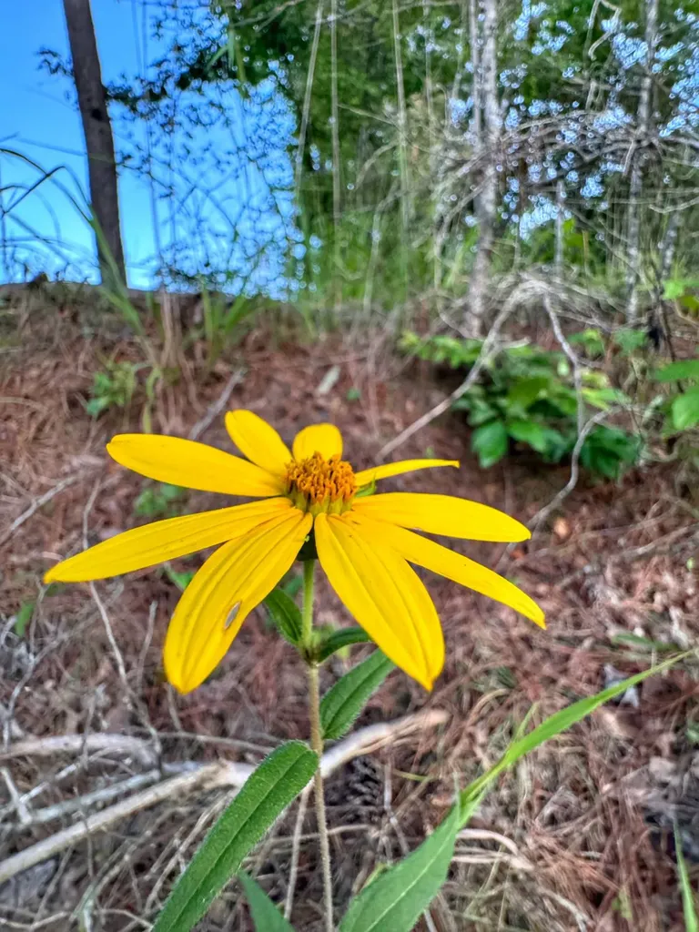 0 Al Highway 278 Guin AL 35563