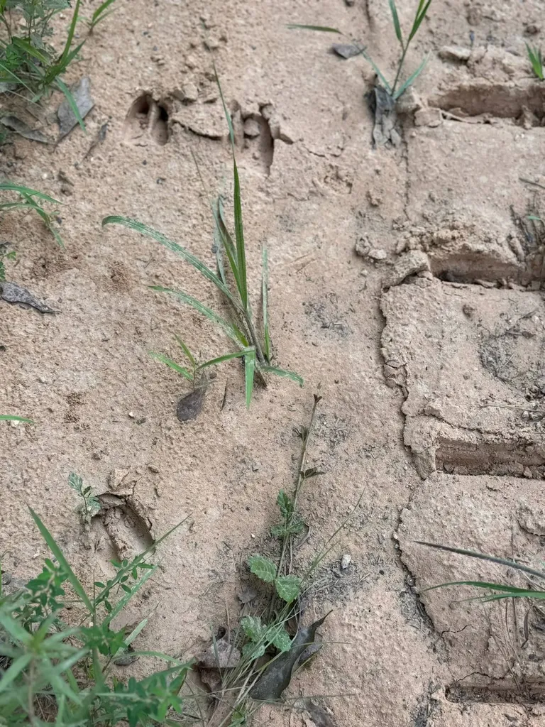 0 Al Highway 278 Guin AL 35563