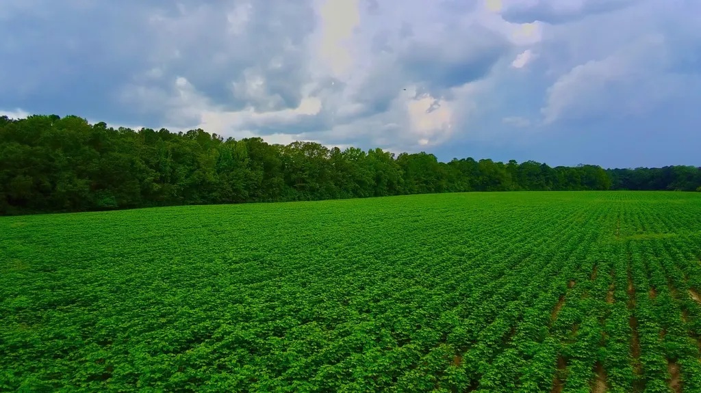 0 Pate Road Newton AL 36352