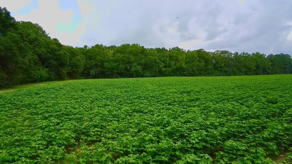 0 Pate Road Newton AL 36352