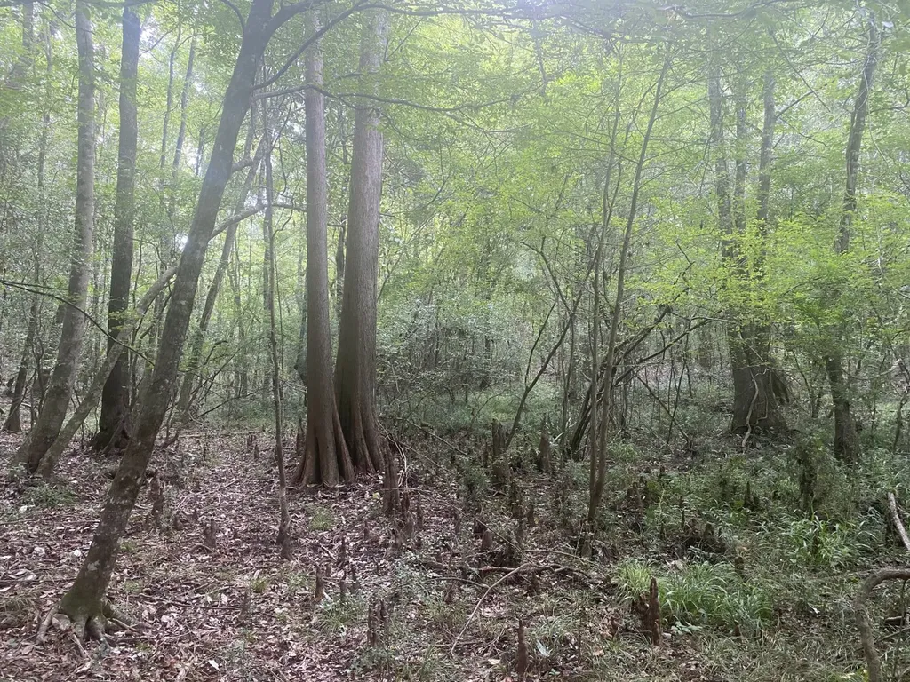 00 County Road 134 Daleville AL 36322