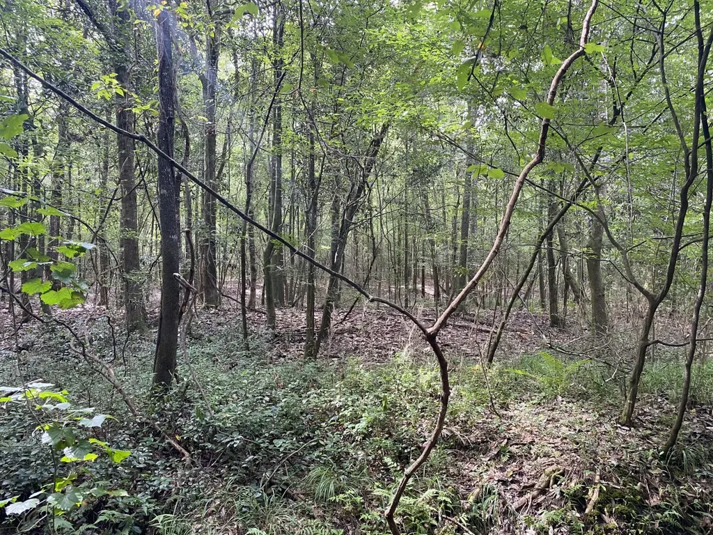 00 County Road 134 Daleville AL 36322