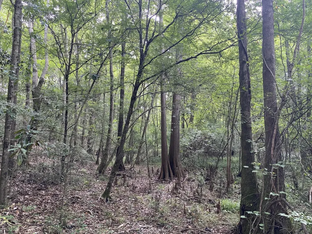 00 County Road 134 Daleville AL 36322