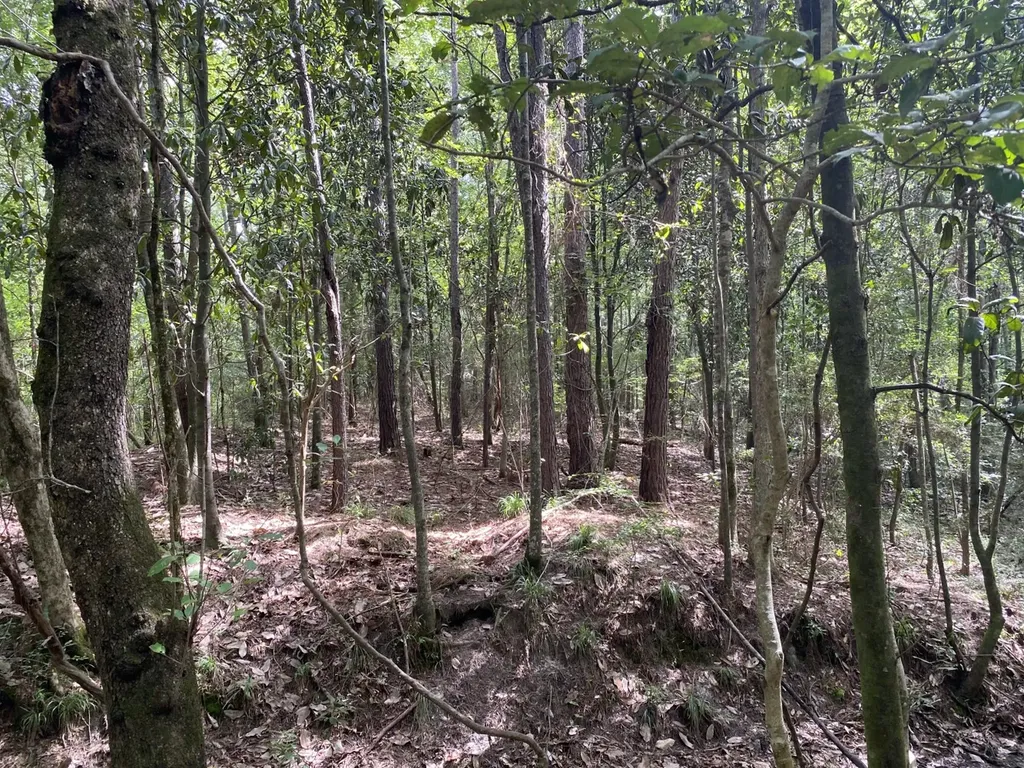 00 County Road 134 Daleville AL 36322