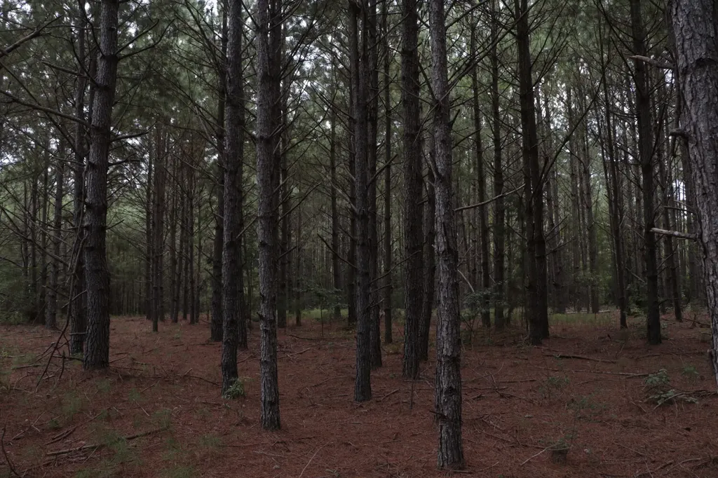 0 County Road 350 Clanton AL 35045