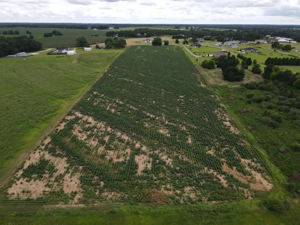 0 Fortner Street Wicksburg AL 36352