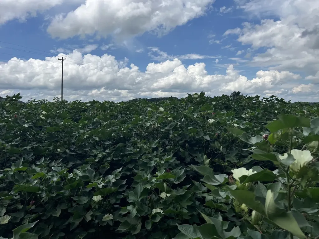 0 Fortner Street Wicksburg AL 36352