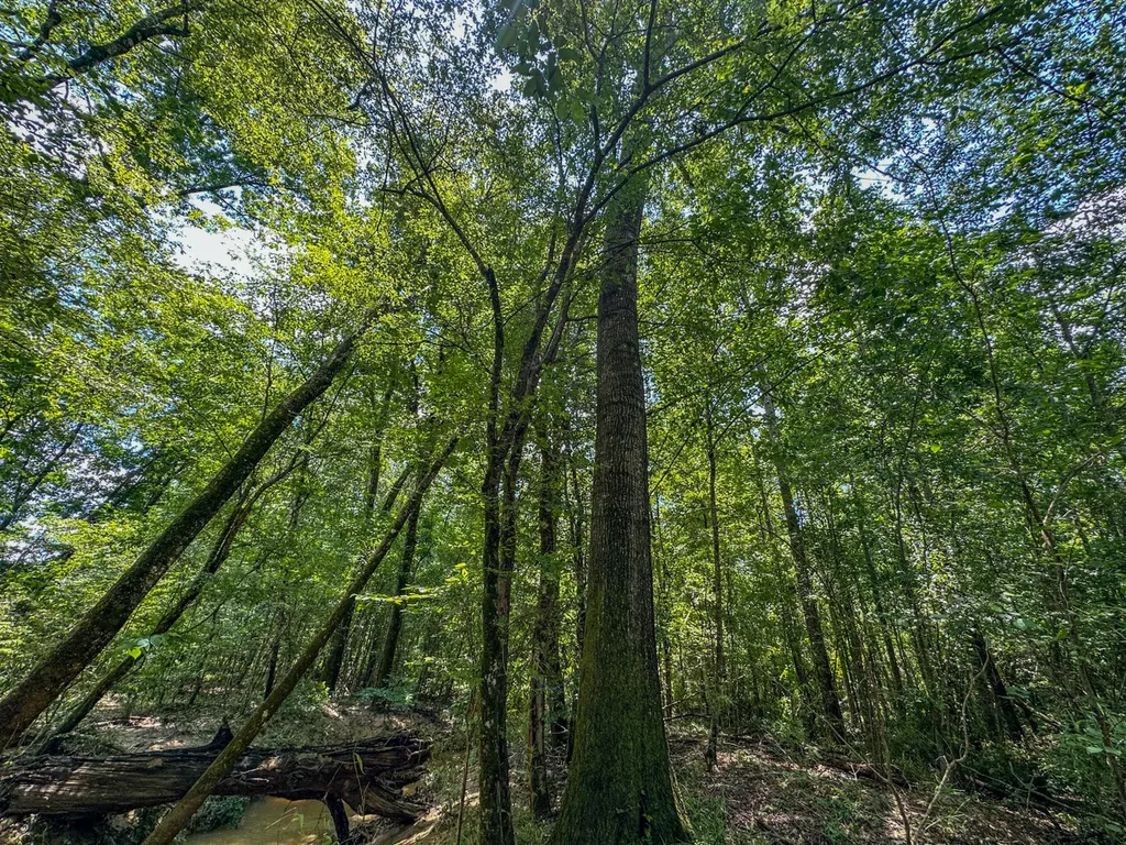 0 Oakley Road Hybart AL 36452