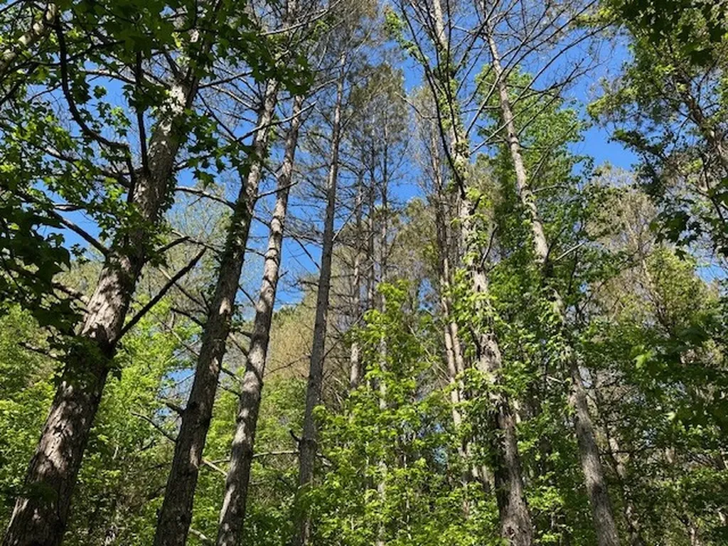 Highway 11 Red Bay AL 35582