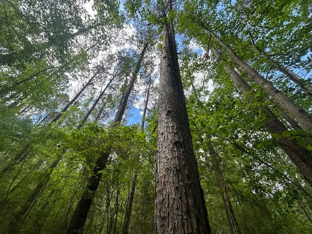 Highway 11 Red Bay AL 35582