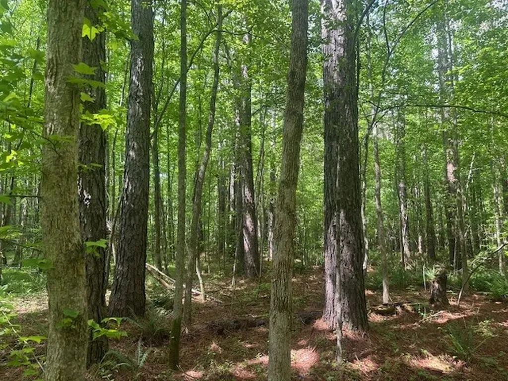 Highway 11 Red Bay AL 35582