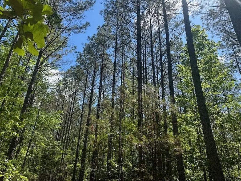 0 Hwy 11, Tract 1 Red Bay AL 35882