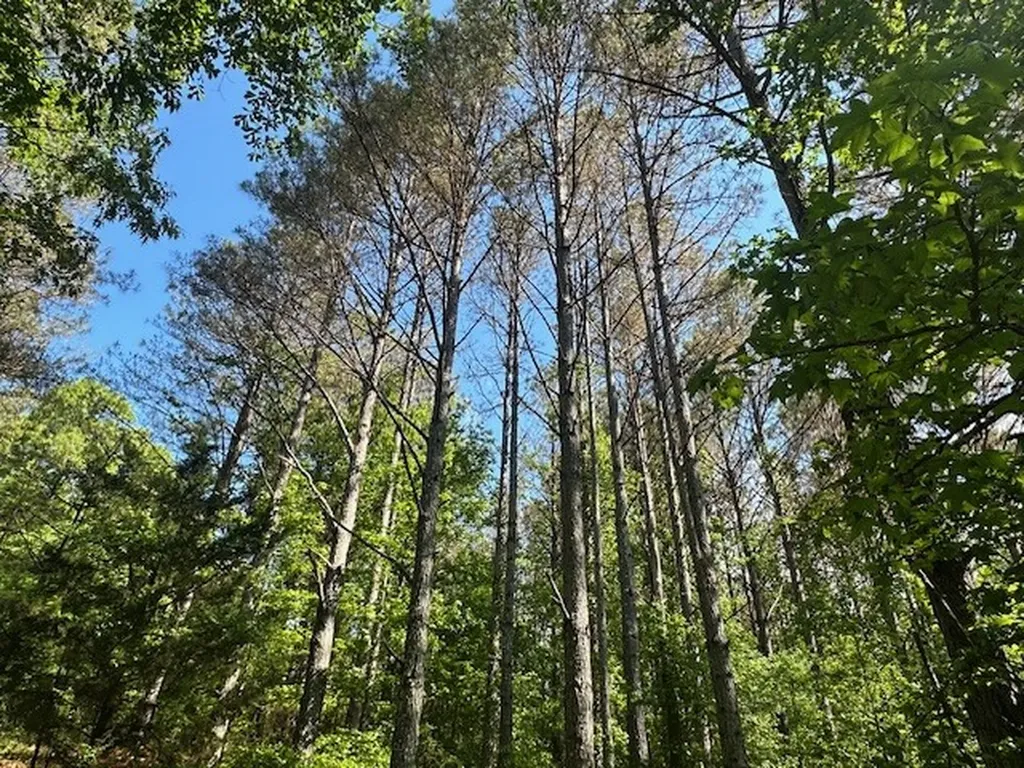 0 Hwy 11, Tract 1 Red Bay AL 35882