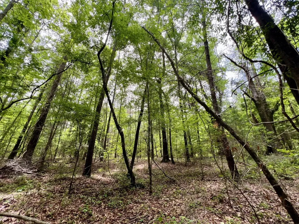 0 White Branch Trail Whatley AL 36482