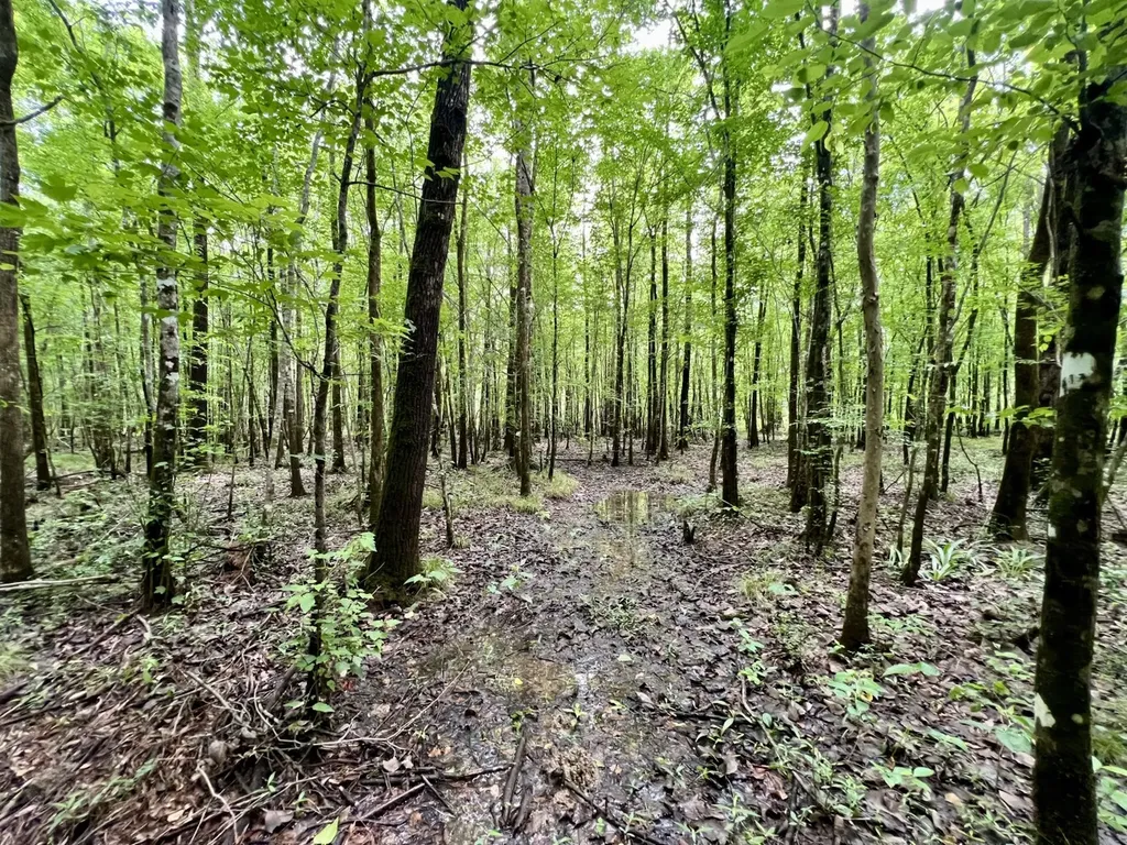 0 White Branch Trail Whatley AL 36482