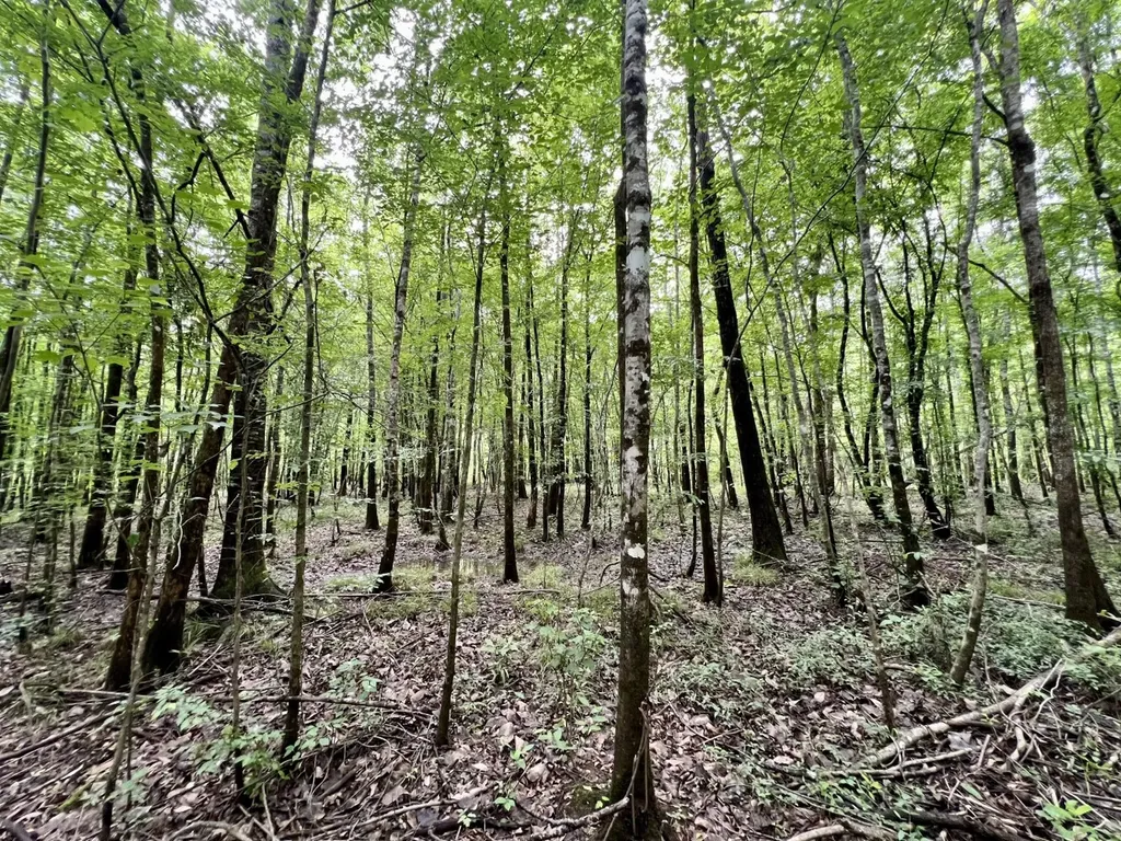 0 White Branch Trail Whatley AL 36482