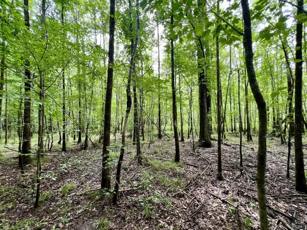 0 White Branch Trail Whatley AL 36482