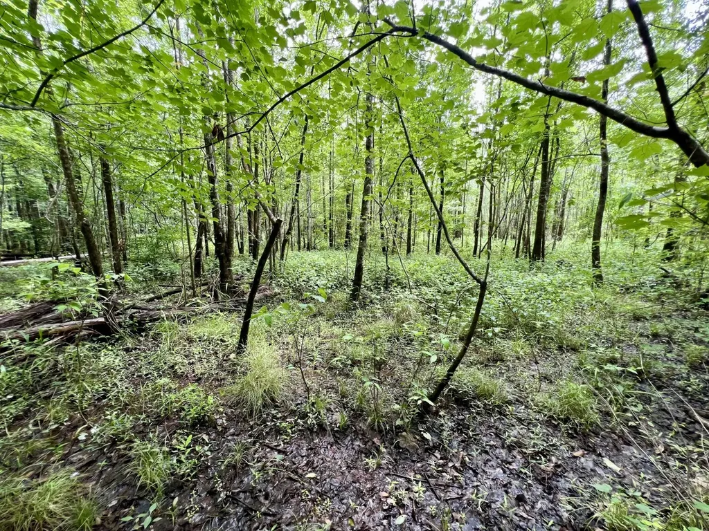 0 White Branch Trail Whatley AL 36482