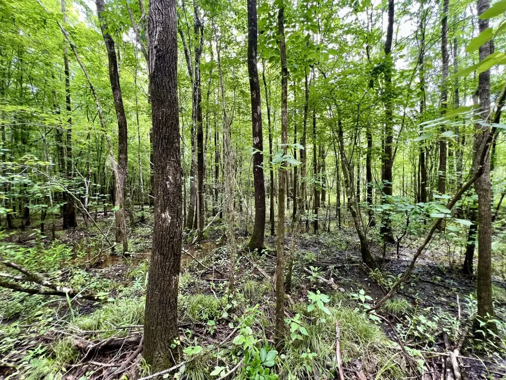 0 White Branch Trail Whatley AL 36482