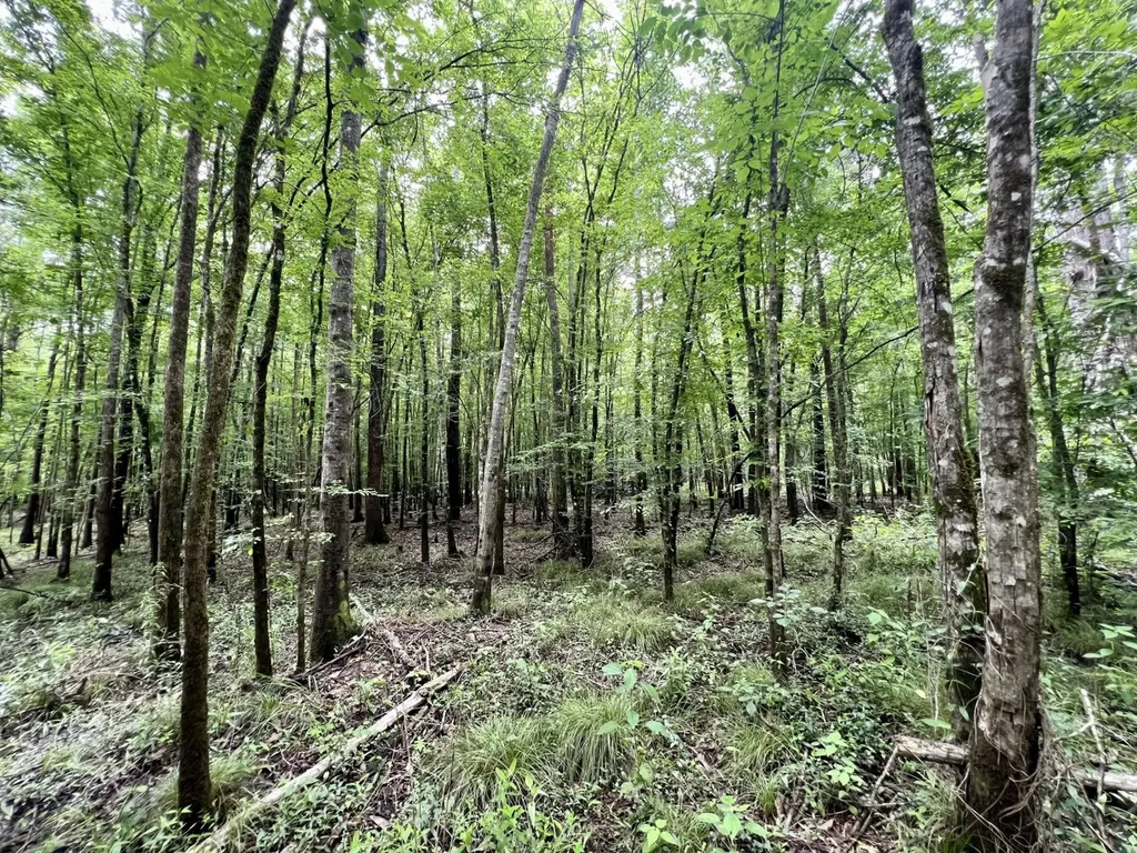 0 White Branch Trail Whatley AL 36482