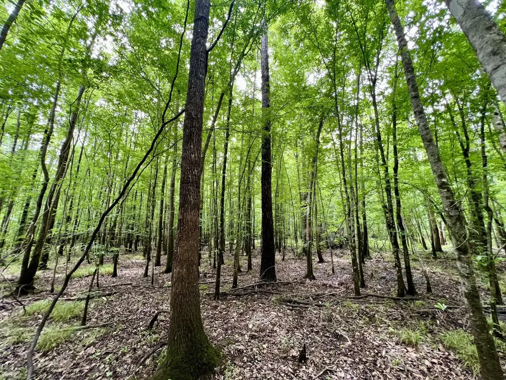 0 White Branch Trail Whatley AL 36482