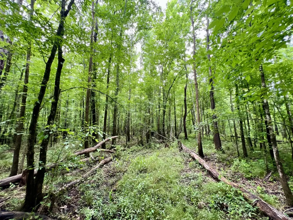 0 White Branch Trail Whatley AL 36482