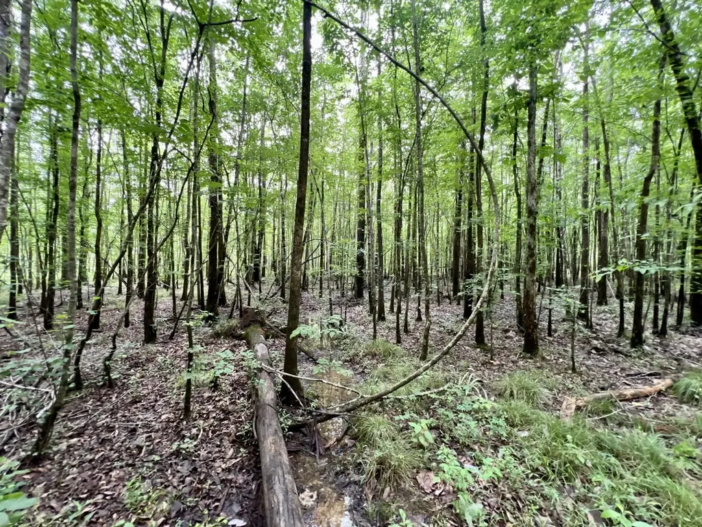 0 White Branch Trail Whatley AL 36482