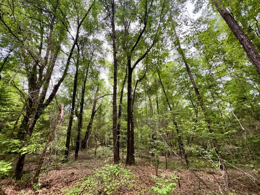 0 White Branch Trail Whatley AL 36482