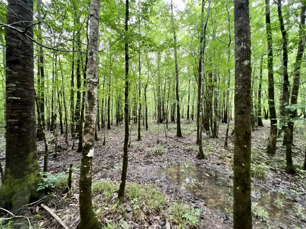 0 White Branch Trail Whatley AL 36482