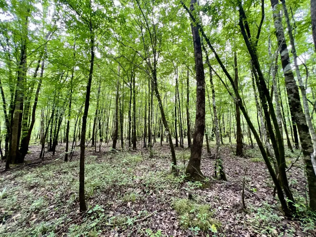 0 White Branch Trail Whatley AL 36482