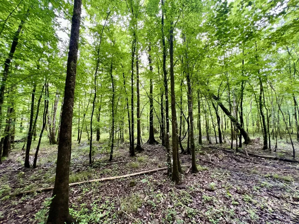 0 White Branch Trail Whatley AL 36482