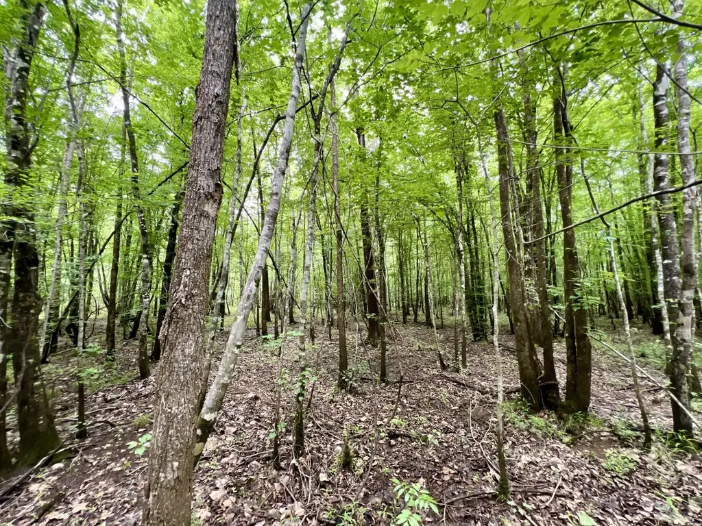 0 White Branch Trail Whatley AL 36482