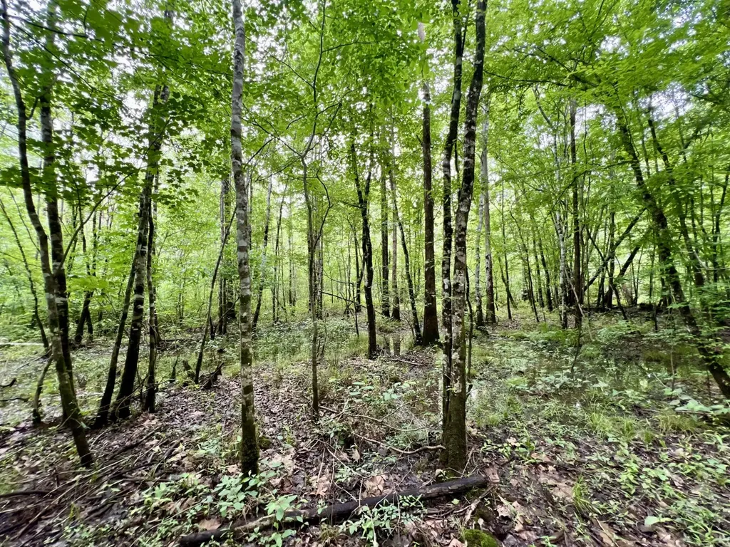 0 White Branch Trail Whatley AL 36482