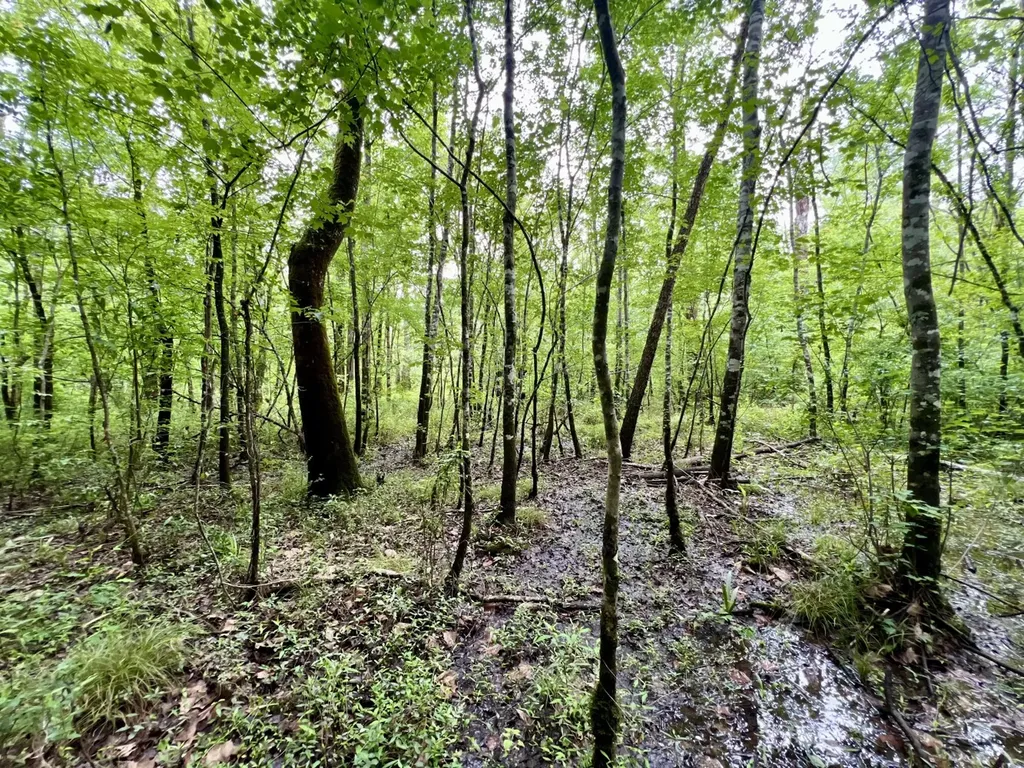 0 White Branch Trail Whatley AL 36482