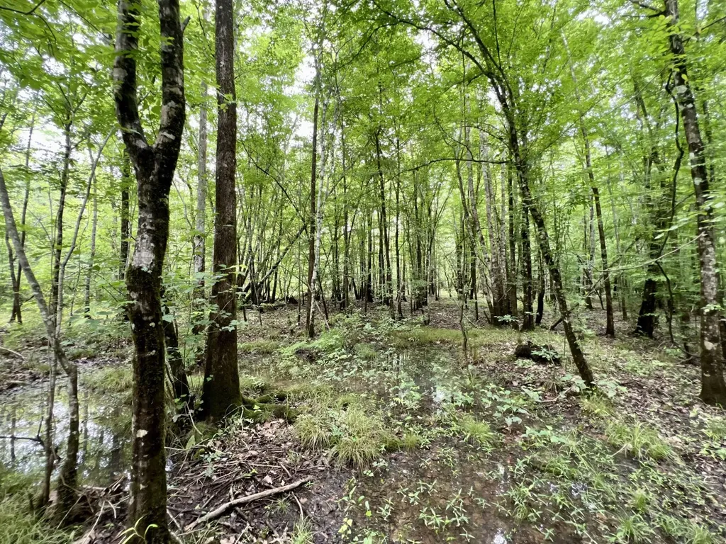 0 White Branch Trail Whatley AL 36482