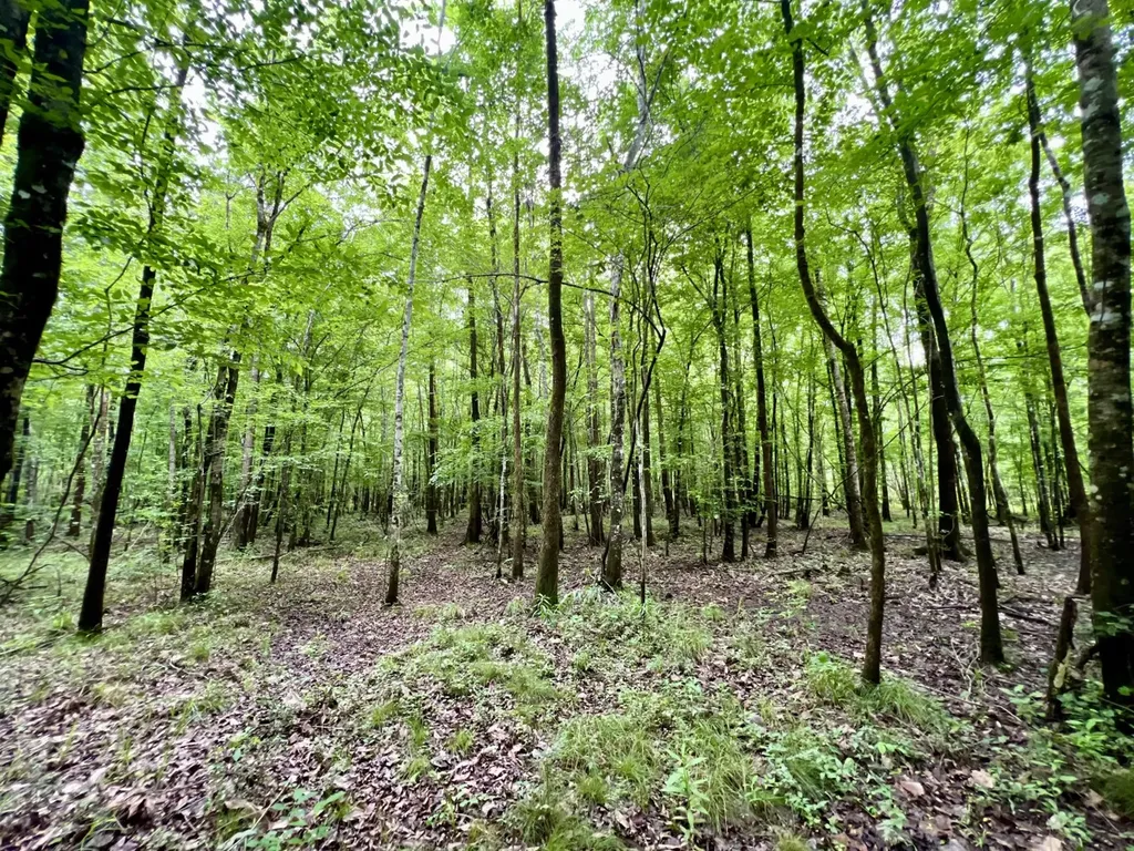 0 White Branch Trail Whatley AL 36482