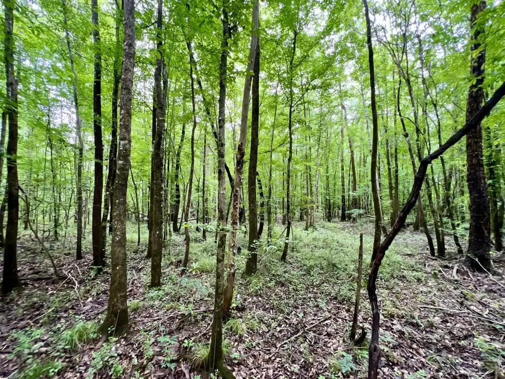 0 White Branch Trail Whatley AL 36482