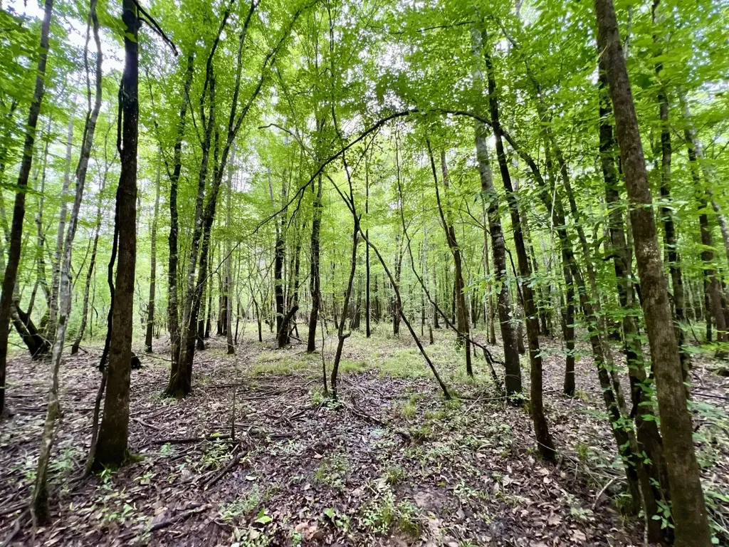 0 White Branch Trail Whatley AL 36482