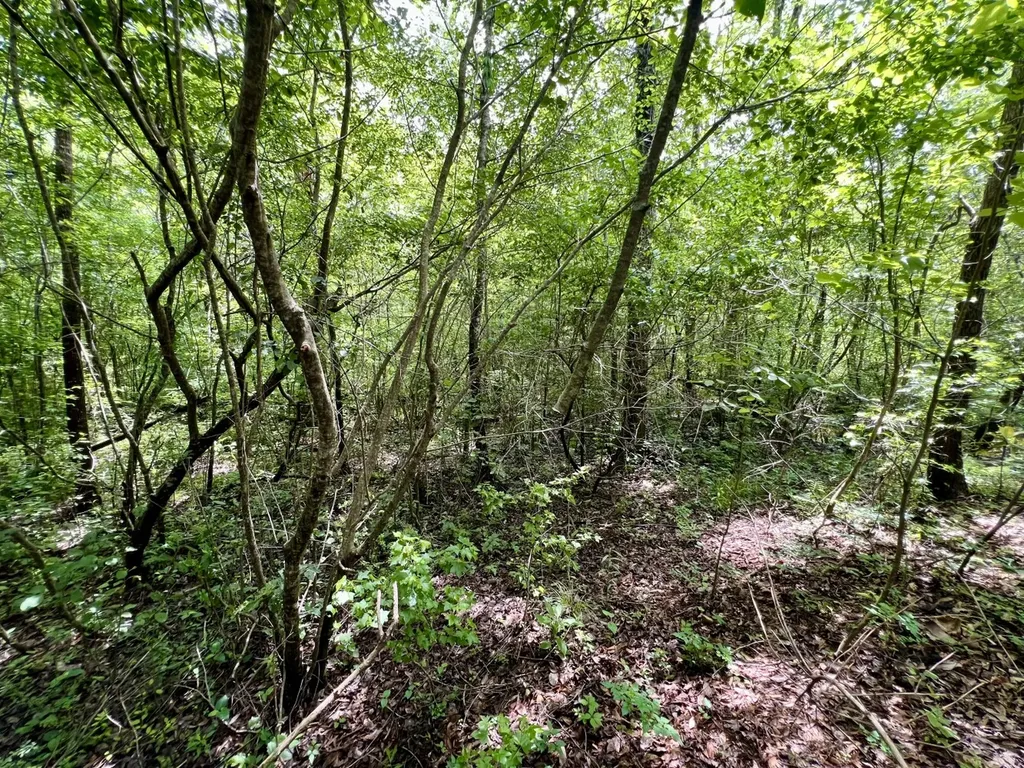 0 White Branch Trail Whatley AL 36482