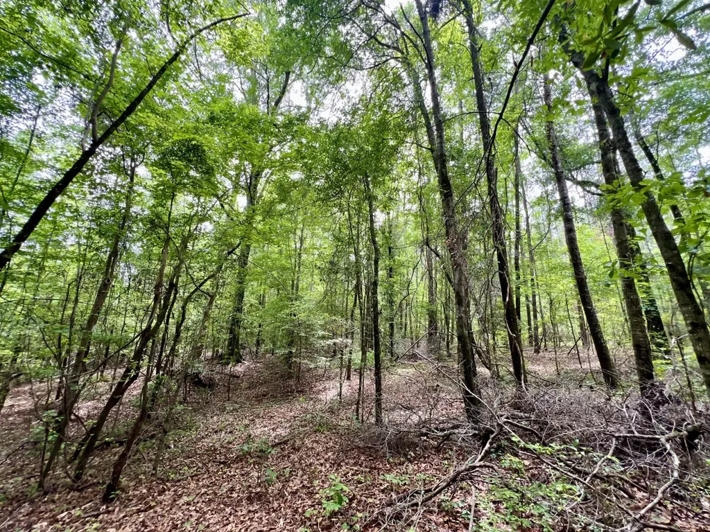 0 White Branch Trail Whatley AL 36482