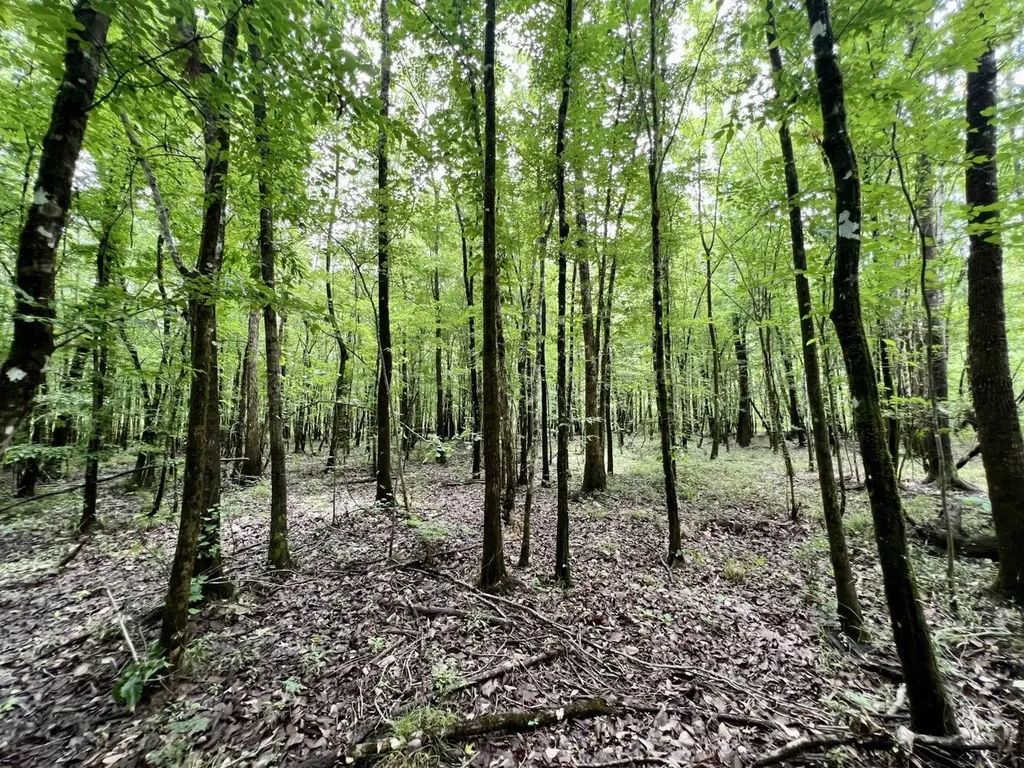 0 White Branch Trail Whatley AL 36482